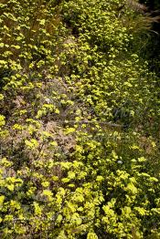 Image du Maroc Professionnelle de  Les plantes et fleurs sauvages sont visible partout durant la floraison printanière sur les terrains vagues dans la région de Boudnib, le 15 Avril 2007. (Photo / Abdeljalil Bounhar)



